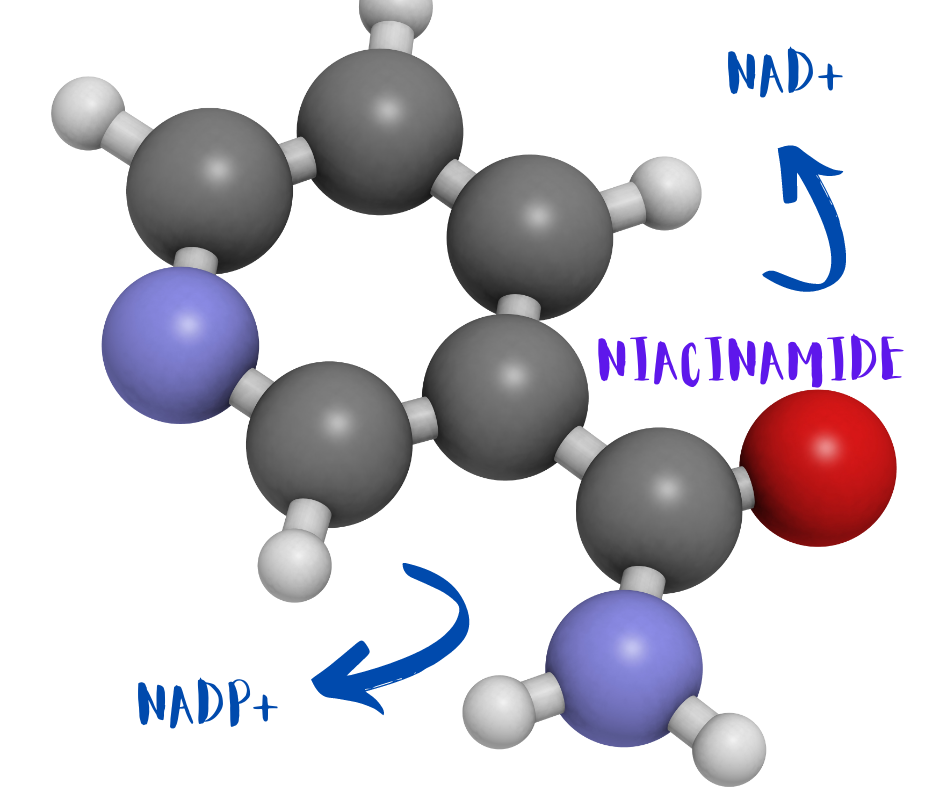 La niacinamida es fuente de los cofactores NAD+ y NADP+ en nuestra piel, y en nuestro cuerpo.