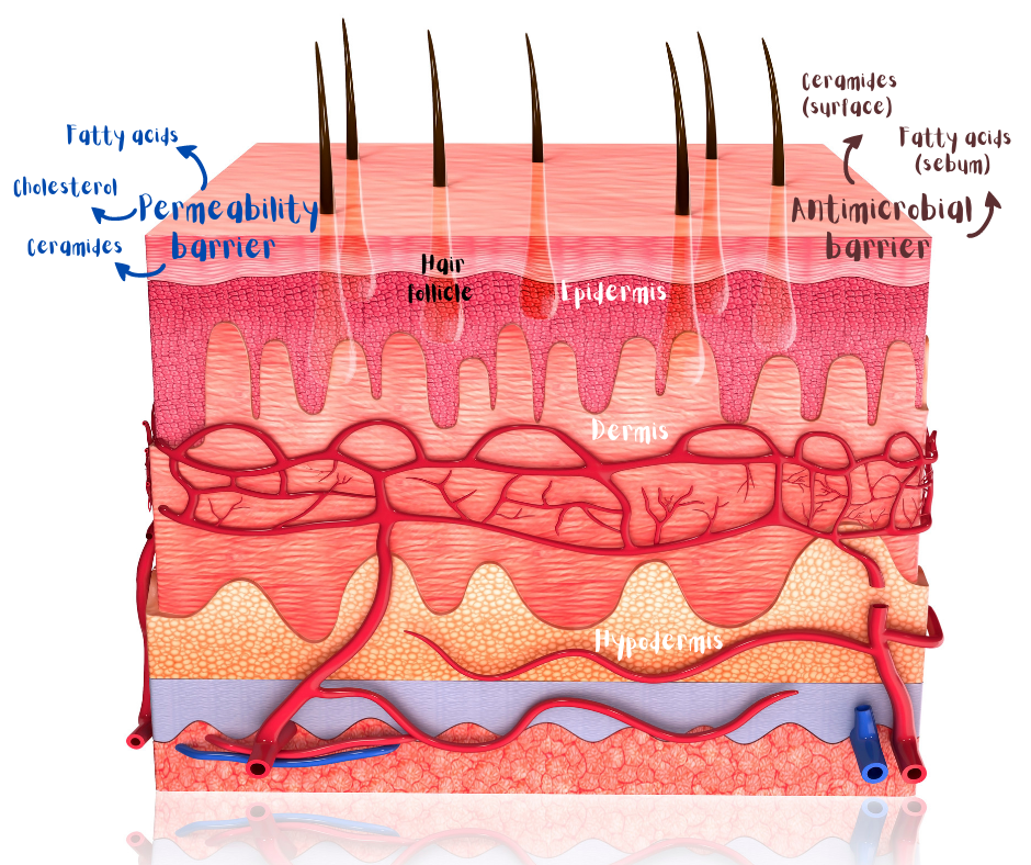 Illustration of the skin that highlights the essential lipid components of the permeability and anti-microbial barriers of the epidermis..