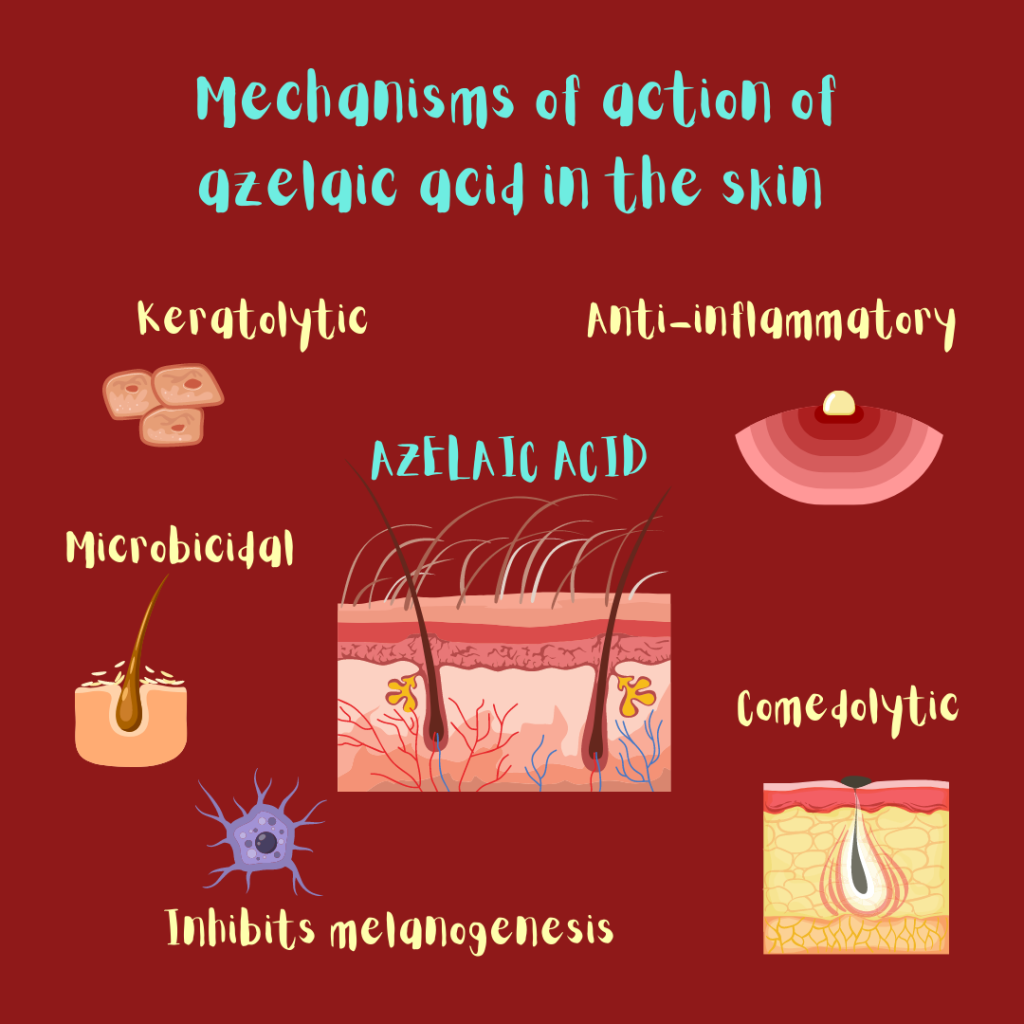 Mechanisms of action of azelaic acid in the skin (illustration): keratolytic, anti-inflammatory, microbicidal, anti-inflammatory, comedolytic, inhibits excess melanin production.
