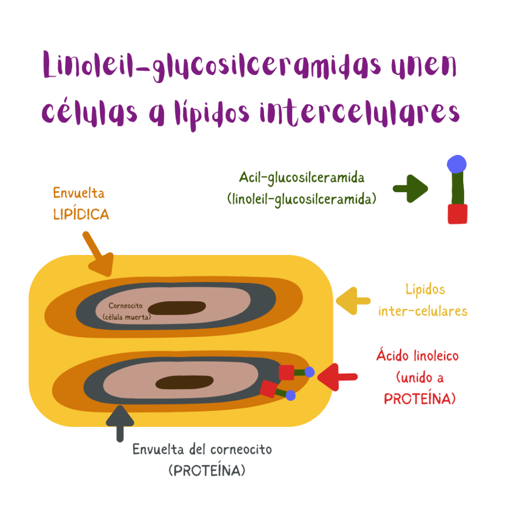 Ilustración: acil-glucosilceramidas (linoleil-glucosilceramidas) permiten la unión de células y lípidos intercelulares en el estrato córneo. El ácido linoleico de las acil-glucosilceramidas facilita el proceso a través de su unión a proteínas celulares.