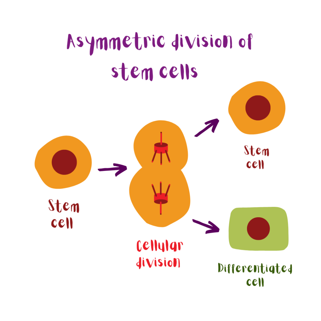 Illustration: asymmetric division of stem cells. A stem cell divides and gives rise to another stem cell (that can self-renew) and a differentiated cell (that has not the ability of self-renewal anymore).
