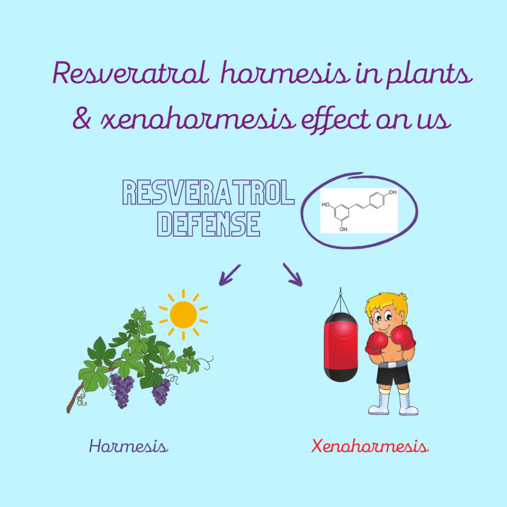 Resveratrol defense: resveratrol has a defensive role in plants (a hormesis effect) and a similar, protective role on us (a xenohormesis effect). 