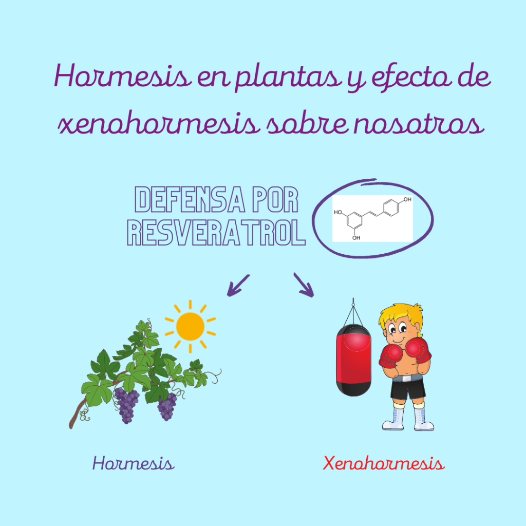 Ilustración: el resveratrol tiene un papel de defensa (hormesis) en las plantas y también sobre nosotros (xenohormesis).